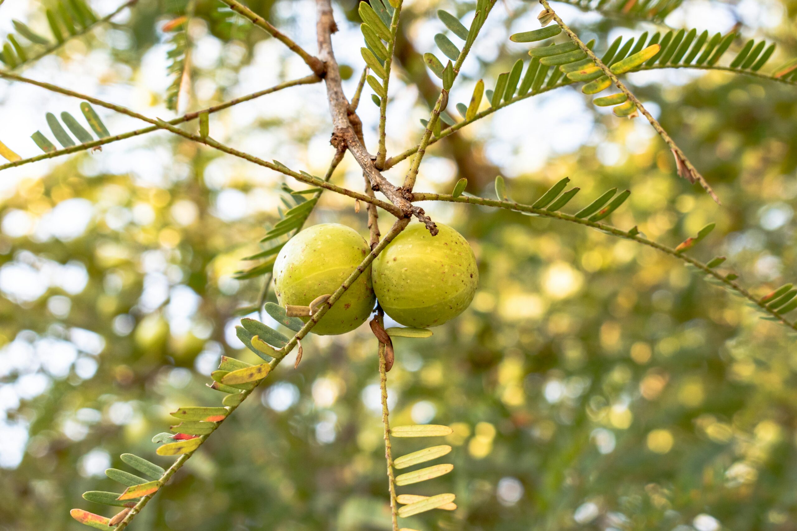 Health Benefits of Amla